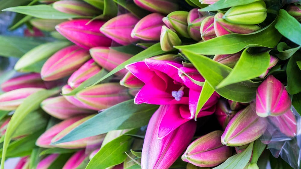 Lilies from Lily Farm